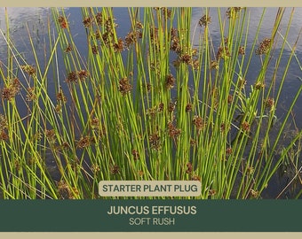 Juncus effusus | Soft Rush | Showy | Starter Plant Plug | Tolerates Erosion & Wet Soil | Water Plant | Naturalize | Rain Garden | Evergreen