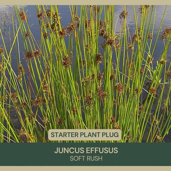 Juncus effusus | Soft Rush | Showy | Starter Plant Plug | Tolerates Erosion & Wet Soil | Water Plant | Naturalize | Rain Garden | Evergreen