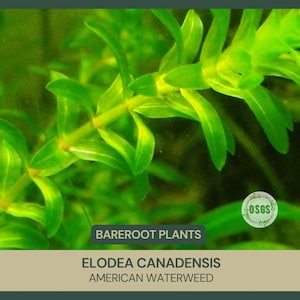 May include: Close-up of a green aquatic plant, Elodea canadensis, also known as American Waterweed. The plant has long, narrow leaves and a stem. The image is labeled "BAREROOT PLANTS" and "ELODEA CANADENSIS AMERICAN WATERWEED".