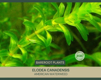Elodea canadensis / Hierba acuática americana / Raíz desnuda / Acuariopaisajismo / Planta viva / Semiperenne / Planta acuática sumergida / Planta de agua