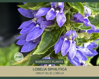 Lobelia siphilitica | Great Blue Lobelia | Bareroot | Live Plant | Native Wildflower | Perennial | Medicinal Uses | Showy | Fragrant