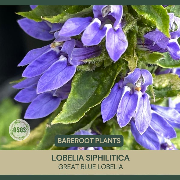 Lobelia siphilitica | Great Blue Lobelia | Bareroot | Live Plant | Native Wildflower | Perennial | Medicinal Uses | Showy | Fragrant