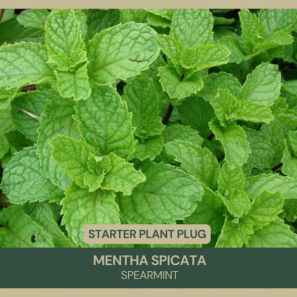 Mentha spicata | Spearmint | Starter Plant Plug | Live Plant | Refreshing Aroma | Culinary Herb | Pollinator Attractor | Easy to Grow | Herb