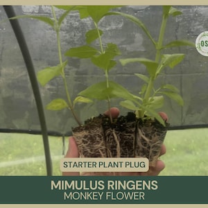 May include: A close-up of a starter plant plug of Mimulus Ringens, also known as Monkey Flower. The plant has green leaves and visible roots. The text "STARTER PLANT PLUG" is visible. The background is a greenhouse setting.