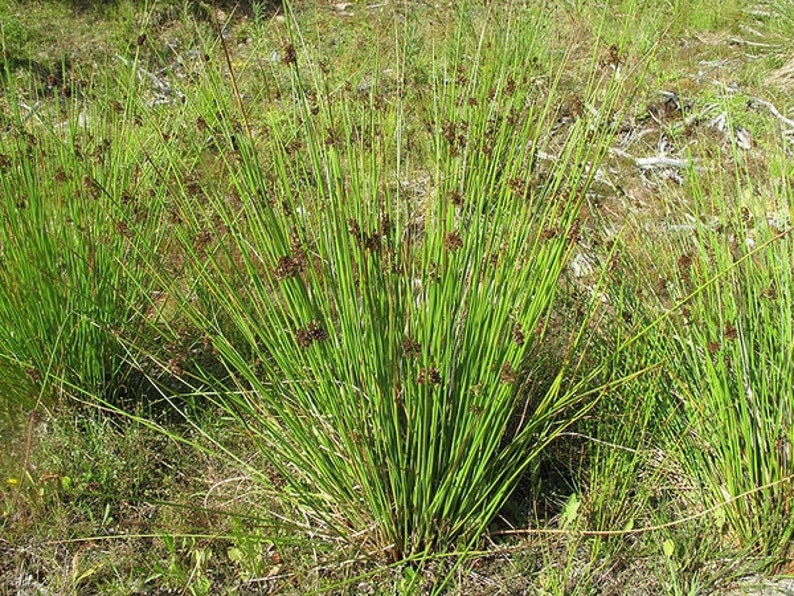 Juncus effusus Soft Rush Bareroot Wetland Restoration Live Plant Rush Family Freshly Collected image 3