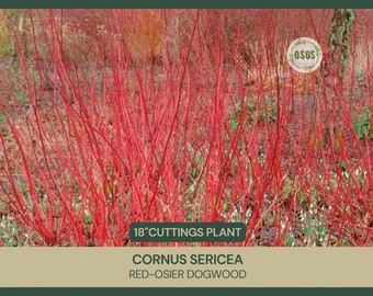 18" | Cornus sericea | Red-Osier Dogwood | Cut FRESH Each Order | 18" Long | Grafting | Propagation | Native Shrub | Live Stakes