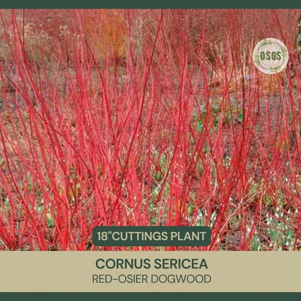 18" | Cornus sericea | Red-Osier Dogwood | Cut FRESH Each Order | 18" Long | Grafting | Propagation | Native Shrub | Live Stakes