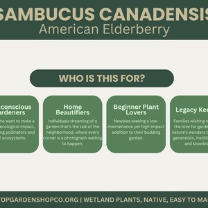 Puede incluir: Imagen con el texto "SAMBUCUS CANADENSIS American Elderberry" y "WHO IS THIS FOR?" Cuatro cuadros verdes enumeran los p&uacute;blicos objetivo: Jardineros ecoconscientes, Embellecedores del hogar, Amantes de las plantas principiantes y Guardianes del legado.