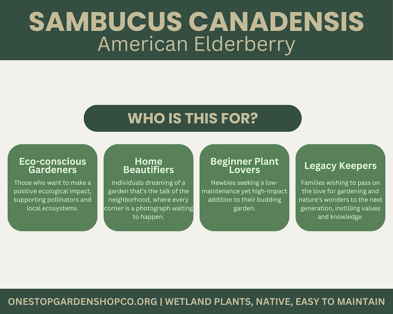 Puede incluir: Imagen con el texto "SAMBUCUS CANADENSIS American Elderberry" y "WHO IS THIS FOR?" Cuatro cuadros verdes enumeran los p&uacute;blicos objetivo: Jardineros ecoconscientes, Embellecedores del hogar, Amantes de las plantas principiantes y Guardianes del legado.