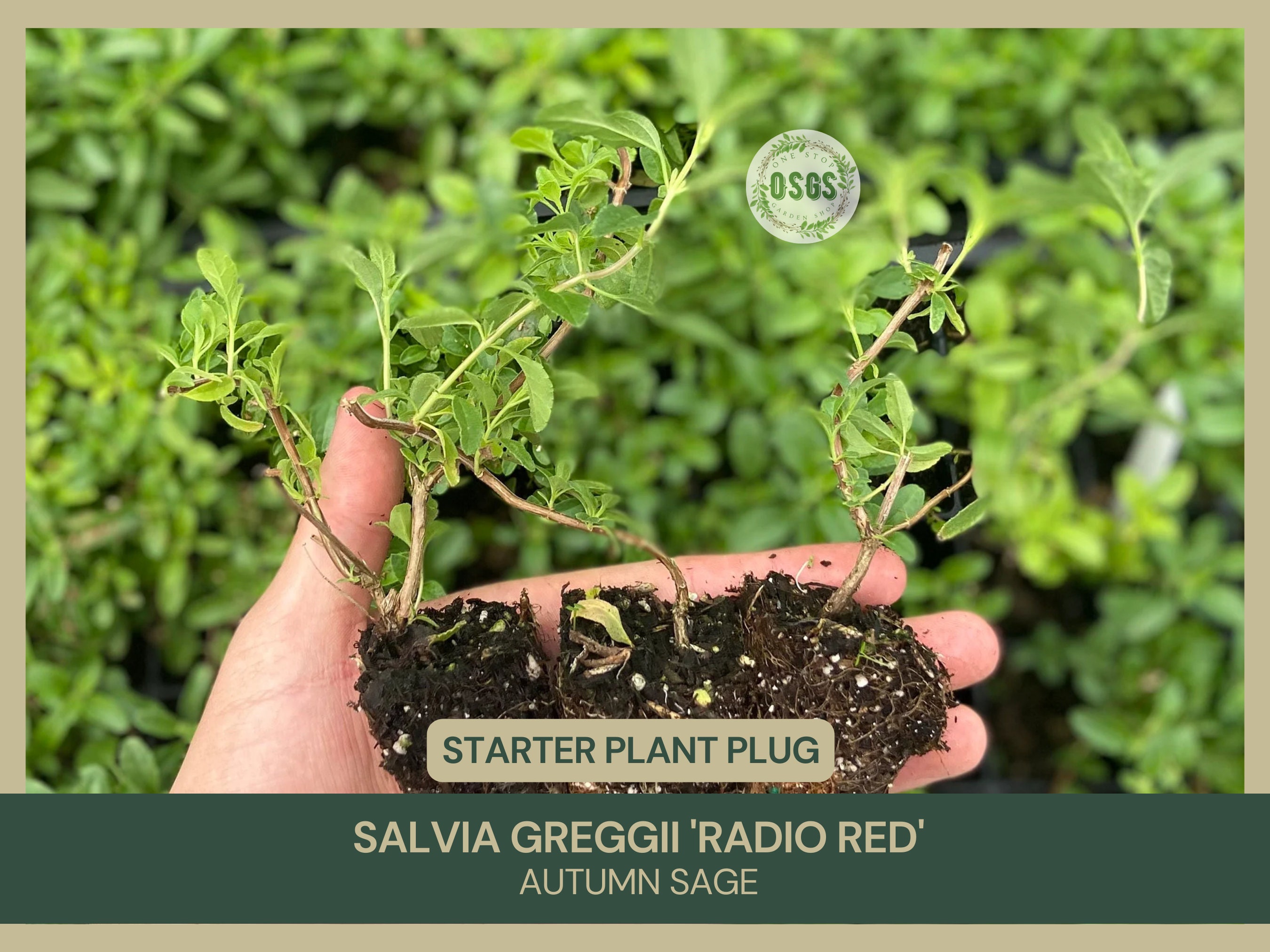 Salvia greggii 'Radio Red'