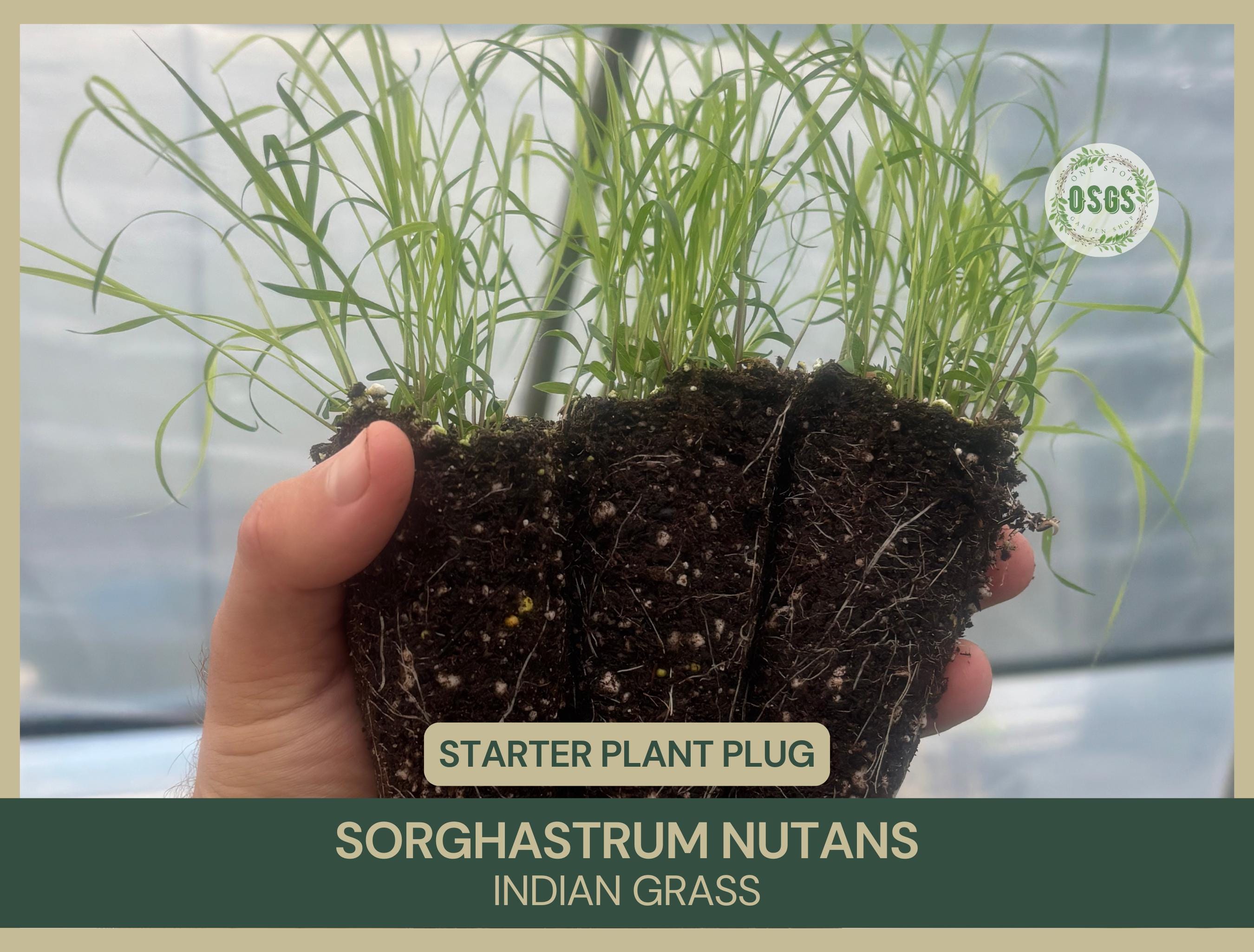 Durva Grass Plant - Etsy