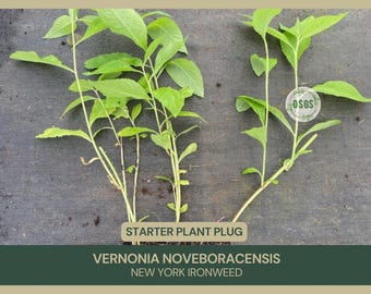 Vernonia noveboracensis | New York ironweed | Starter Plant Plug | Live Plant | Native Plant | Attracts Butterflies | Deer Tolerant