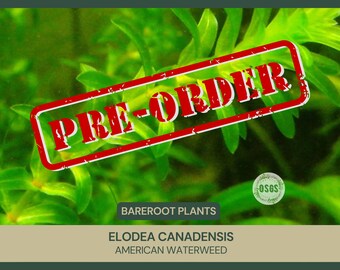 Elodea canadensis | American Waterweed | Bareroot | Aquascape | Live Plant | Semi-Evergreen | Submerged Aquatic Plant | Water Plant