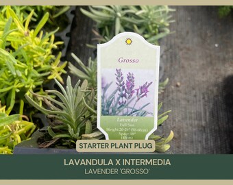 Lavandula x Intermedia | Lavender 'Grosso' | Starter Plant Plug | Deep Purple Blooms | Fragrant Herb | Full Sun | Drought Tolerant