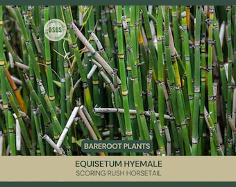 Equisetum hyemale | Scouring-rush Horsetail | Bareroot | Ornamental | Plant for Water Gardens and Ponds | Reproduces Through Spores