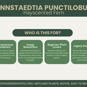 Puede incluir: Una infograf&iacute;a verde y blanca con el t&iacute;tulo "Dennstaedtia Punctilobula Hayscented Fern" y un subt&iacute;tulo "&iquest;Para qui&eacute;n es esto?" La infograf&iacute;a describe el helecho como una buena opci&oacute;n para los jardineros ecol&oacute;gicos, los embellecedores del hogar, los amantes de las plantas principiantes y los guardianes del legado.