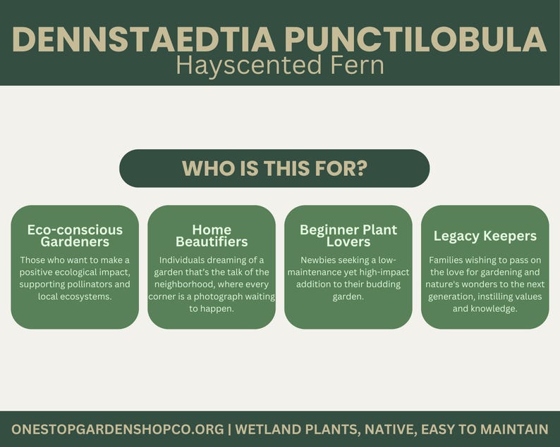 Puede incluir: Una infograf&iacute;a verde y blanca con el t&iacute;tulo "Dennstaedtia Punctilobula Hayscented Fern" y un subt&iacute;tulo "&iquest;Para qui&eacute;n es esto?" La infograf&iacute;a describe el helecho como una buena opci&oacute;n para los jardineros ecol&oacute;gicos, los embellecedores del hogar, los amantes de las plantas principiantes y los guardianes del legado.