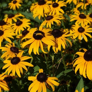 Rudbeckia fulgida var. sullivantii 'Goldsturm' Black-Eyed Susan 4'' Pot Showy Rain Garden Drought Resistant Attracts Butterflies image 2