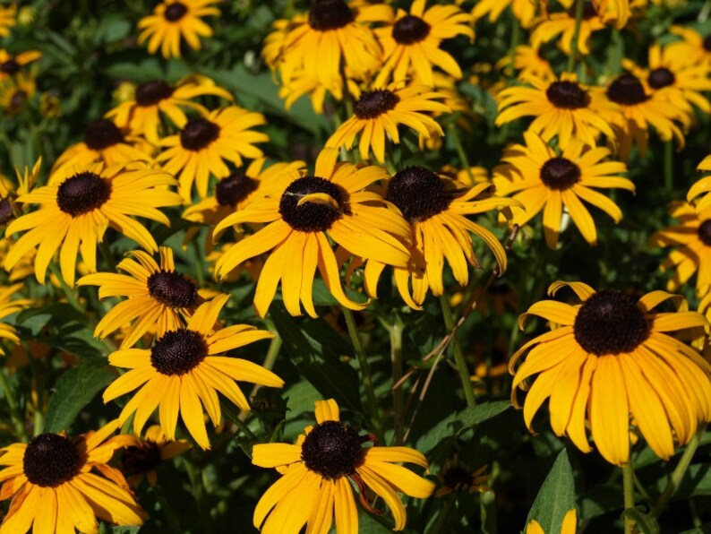 Rudbeckia fulgida var. sullivantii 'Goldsturm' Black-Eyed Susan 4'' Pot Showy Rain Garden Drought Resistant Attracts Butterflies image 2