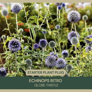 Echinops Ritro | Globe Thistle | Starter Plant Plug | Striking Blue Blooms | Perennial Garden Favorite | Drought-Tolerant | Perennial