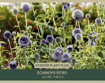 Echinops Ritro | Globe Thistle | Starter Plant Plug | Striking Blue Blooms | Perennial Garden Favorite | Drought-Tolerant | Perennial