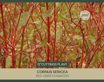 12" | Cornus sericea | Red-Osier Dogwood Cuttings | Cut FRESH Each Order | 12" Long | Grafting | Propagation | Live Stakes | Stream Restore