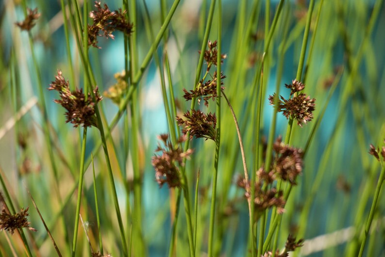 Juncus effusus Soft Rush Bareroot Wetland Restoration Live Plant Rush Family Freshly Collected image 2