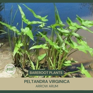 Peltandra virginica | Arrow Arum | Bareroot | Live Plant | Freshly Collected | Water Garden | Native Wetland Plant | Dragon Fly Host Plant