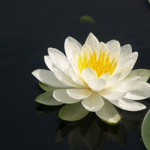 Nymphaea odorata White Water Lily Bareroot Live Plant Native Large Water Lily Fragrant Water Lily Pond Plant image 2