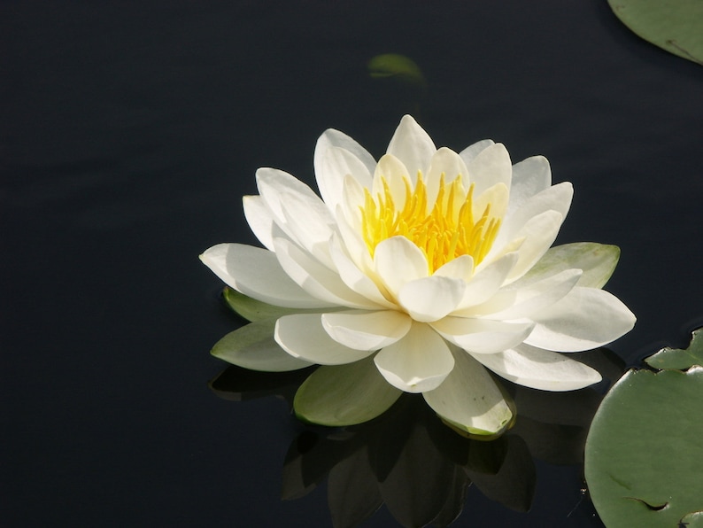 Nymphaea odorata White Water Lily Bareroot Live Plant Native Large Water Lily Fragrant Water Lily Pond Plant image 2