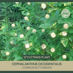 May include: A close-up of a Cephalanthus occidentalis, also known as a common buttonbush, plant with white, round, spiky flowers. The plant is green and leafy. The text "12" CUTTINGS PLANT" and "CEPHALANTHUS OCCIDENTALIS COMMON BUTTONBUSH" is visible in the image.