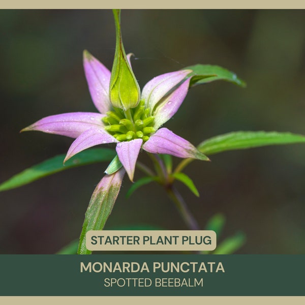 Monarda punctata | Spotted Beebalm | Starter Plant Plug | Live Plant | Pollinator Attractor | Aromatic Herb | Drought Tolerant | Attract Bee