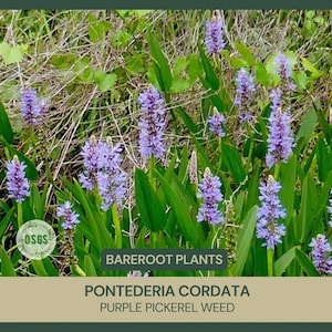 May include: A cluster of purple pickerel weed plants, scientifically known as Pontederia cordata, featuring tall spikes of small purple flowers and long green leaves. The image includes the text BAREROOT PLANTS and PONTEDERIA CORDATA.