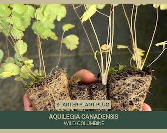 Aquilegia canadensis | Wild Columbine | Starter Plant Plug | Live Perennial | Native Flower | Hummingbird Magnet | Shade Tolerant