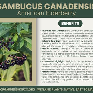 Puede incluir: Imagen de Sa&uacute;co americano, Sambucus canadensis, con hojas verdes y racimos de bayas de color p&uacute;rpura oscuro. La imagen incluye texto sobre los beneficios de la planta.