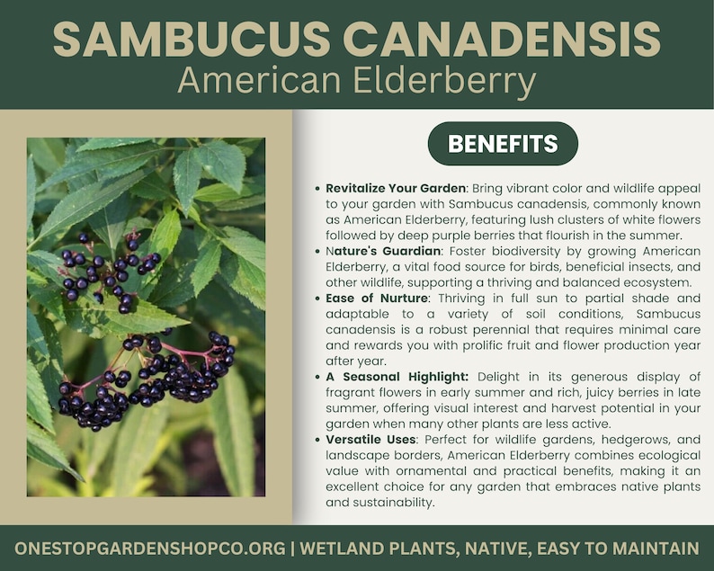 Puede incluir: Imagen de Sa&uacute;co americano, Sambucus canadensis, con hojas verdes y racimos de bayas de color p&uacute;rpura oscuro. La imagen incluye texto sobre los beneficios de la planta.