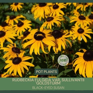 Rudbeckia fulgida var. sullivantii 'Goldsturm' Black-Eyed Susan 4'' Pot Showy Rain Garden Drought Resistant Attracts Butterflies image 1