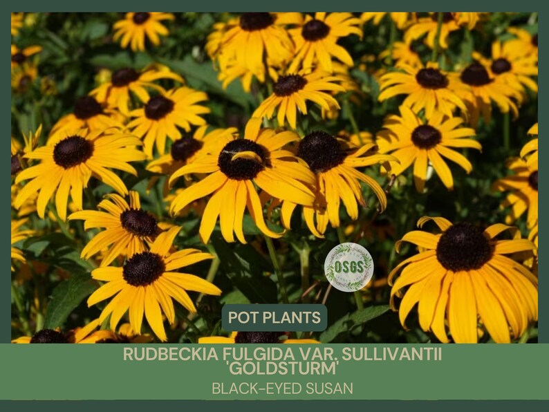 Rudbeckia fulgida var. sullivantii 'Goldsturm' Black-Eyed Susan 4'' Pot Showy Rain Garden Drought Resistant Attracts Butterflies image 1