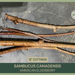 Puede incluir: Un conjunto de esquejes de sa&uacute;co, de unos 30 cm de largo, dispuestos sobre una superficie oscura. Los esquejes presentan diversas tonalidades de marr&oacute;n y beige, con texturas naturales. El texto inferior dice "Sambucus Canadensis American Elderberry".