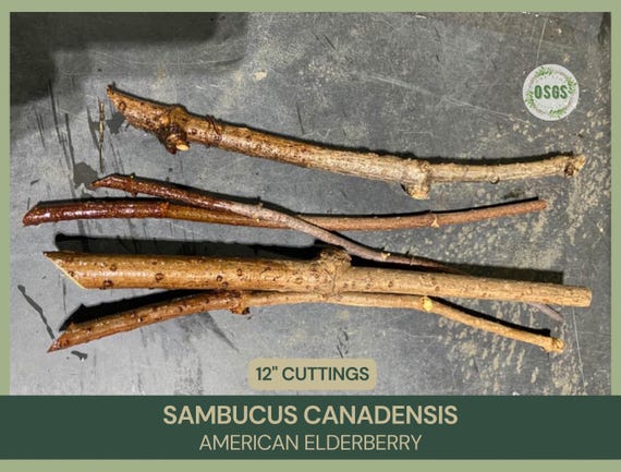Sambucus canadensis | American Elderberry |  12" Cuttings Homestead | Fresh Cut | Homesteading | Live Stakes | Edible |
