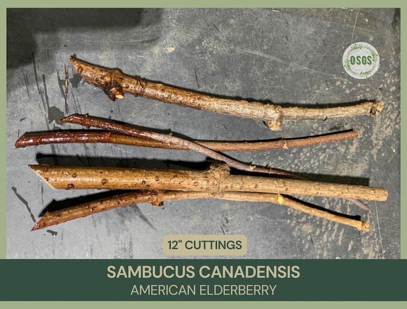 Puede incluir: Un conjunto de esquejes de sa&uacute;co, de unos 30 cm de largo, dispuestos sobre una superficie oscura. Los esquejes presentan diversas tonalidades de marr&oacute;n y beige, con texturas naturales. El texto inferior dice "Sambucus Canadensis American Elderberry".
