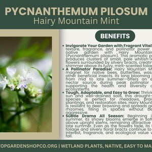 Pycnanthemum pilosum | Hairy Mountain Mint | Starter Plant Plug | Live Plant | Aromatic Herb | Pollinator Magnet | Native Perennial image 2
