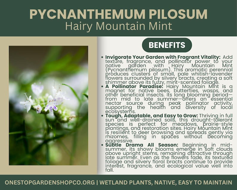Pycnanthemum pilosum | Hairy Mountain Mint | Starter Plant Plug | Live Plant | Aromatic Herb | Pollinator Magnet | Native Perennial image 2