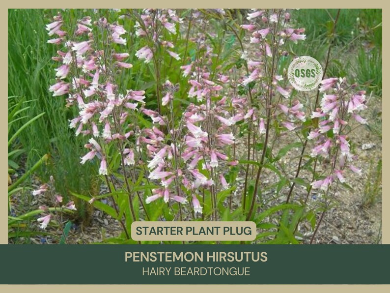 Penstemon hirsutus