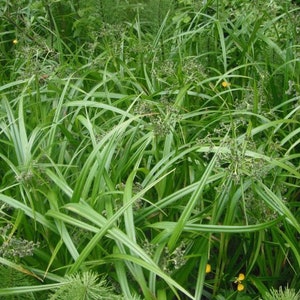 Scirpus microcarpus Panicled Bulrush Bareroot Live Plant Native Sedge Freshly Collected Wetland Restoration Attracts Wildlife image 2