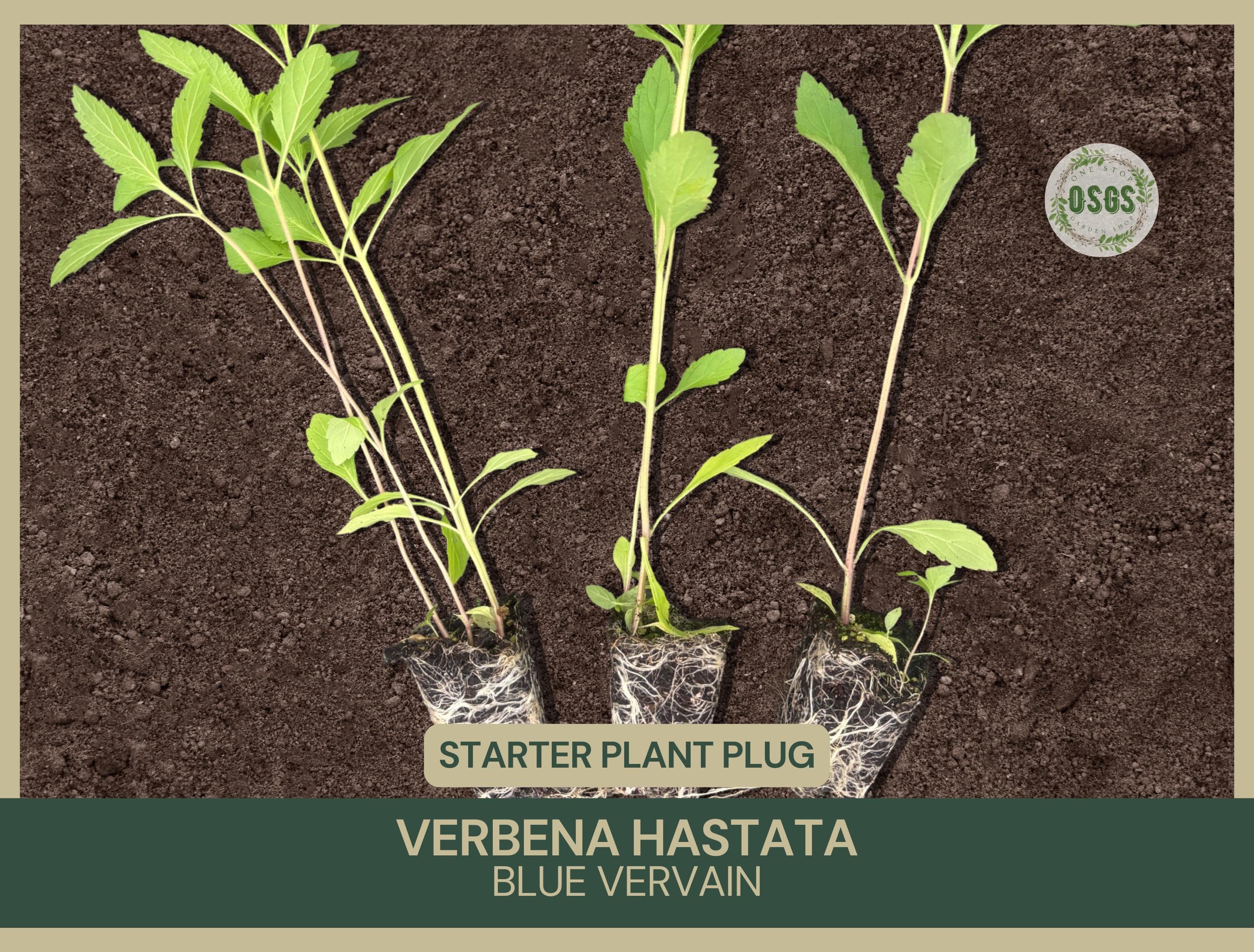 Verbena hastata | Blue Vervain | Starter Plant Plug | Native Wetland Plant | Medicinal Uses | Easy to Grow | Attracts Pollinators | Purple