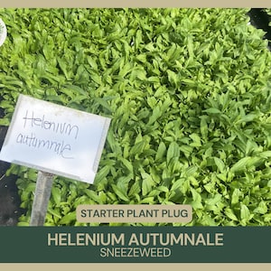 May include: Close-up of a tray of green Helenium autumnale starter plant plugs. The label reads "Helenium autumnale" and "Sneezeweed".