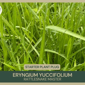 Eryngium yuccifolium | Rattlesnake Master | Starter Plant Plug | Cut Flowers | Showy | Evergreen | Native | Attracts Bees & Butterflies