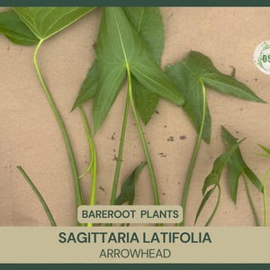 May include: Sagittaria latifolia arrowhead bareroot plants with green, arrow-shaped leaves and long, slender stems. The text reads BAREROOT PLANTS, SAGITTARIA LATIFOLIA, and ARROWHEAD. A small circular logo with the text OSGS is visible in the corner.