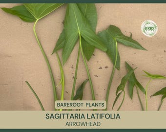 Sagittaria latifolia | Arrowhead | Bareroot | Live Plant | Plant for Water Gardens and Ponds | Native Wetland Plant | Tuber
